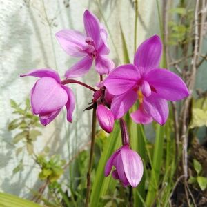 Meet your Posher, Sabiha